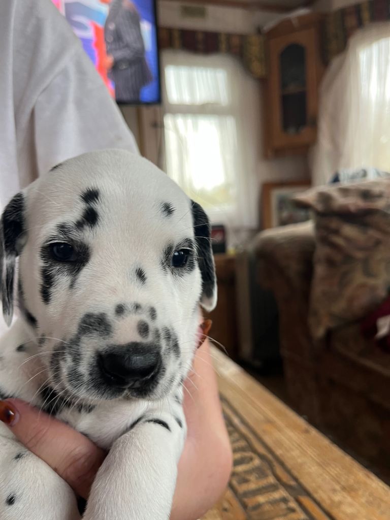 Stunning Dalmatian puppies KC reg show winners 