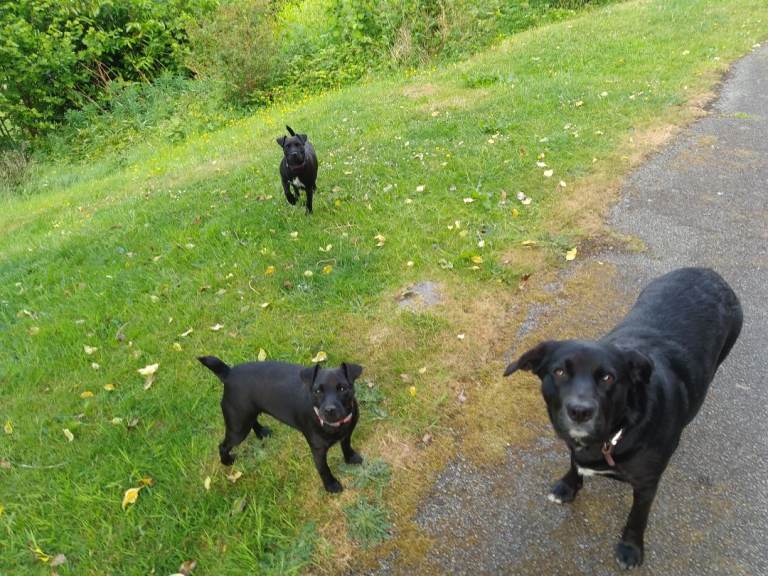 House/shed/garage/storage unit clearance 