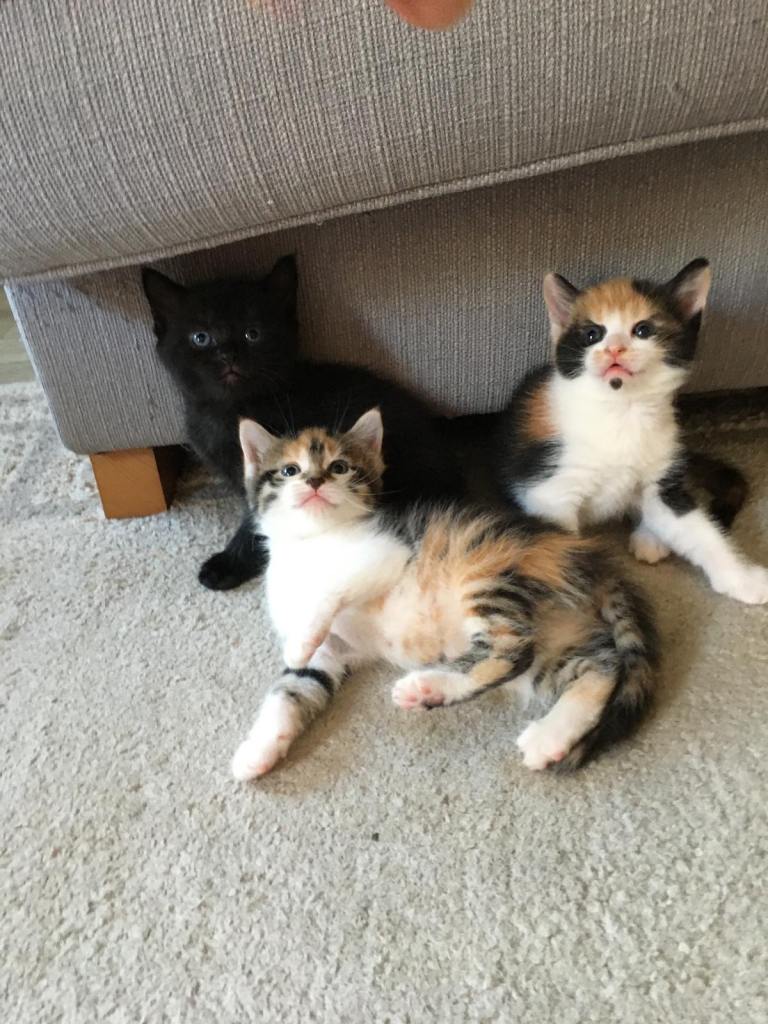 3 beautiful kitten 