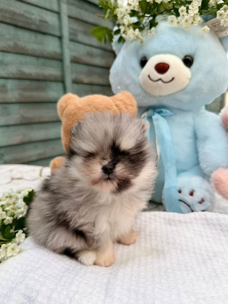 Beautiful fluffy merle boys Pomeranian 
