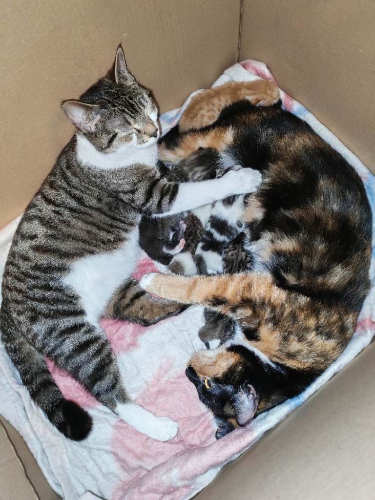 Healthy, Well Socialised Kittens 