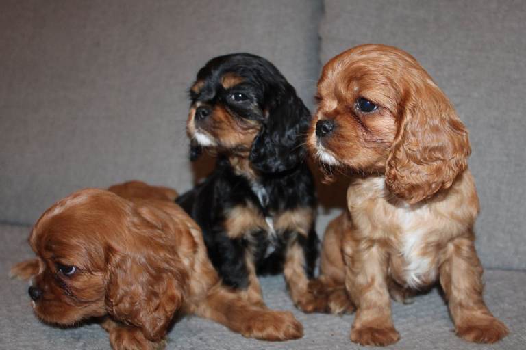 Gorgeous Cavalier King Charles Spaniel puppies