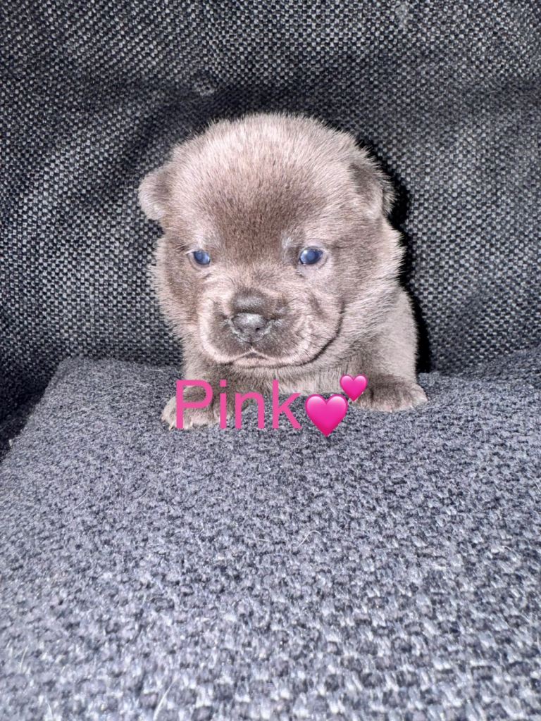 F1 French Bulldog & Chow Chow Puppies 