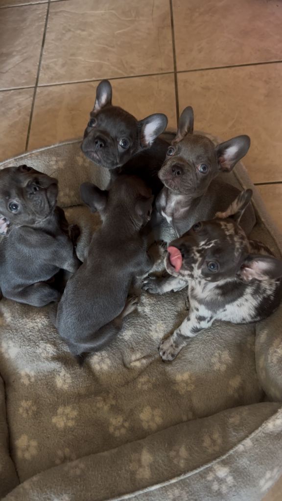 French bulldog puppies 