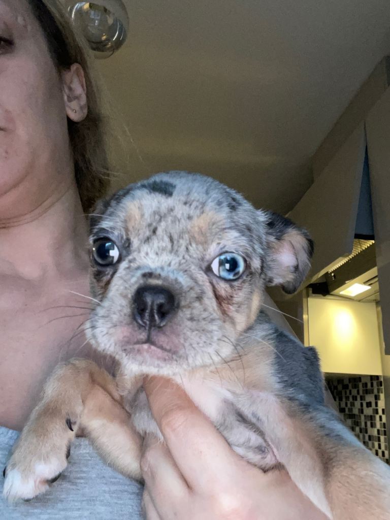 Merl French puppy x