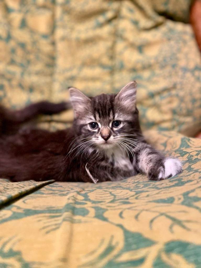 Kittens 