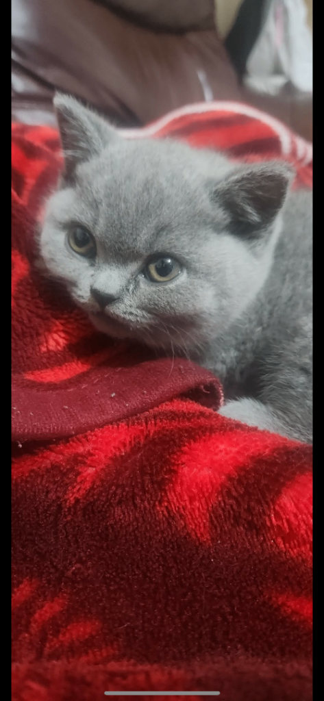 British shorthair kitten 