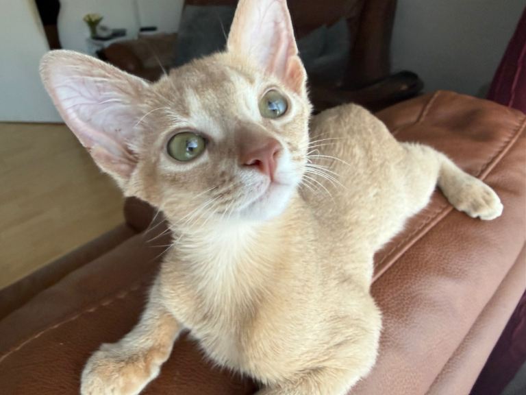 Abyssinian kitten