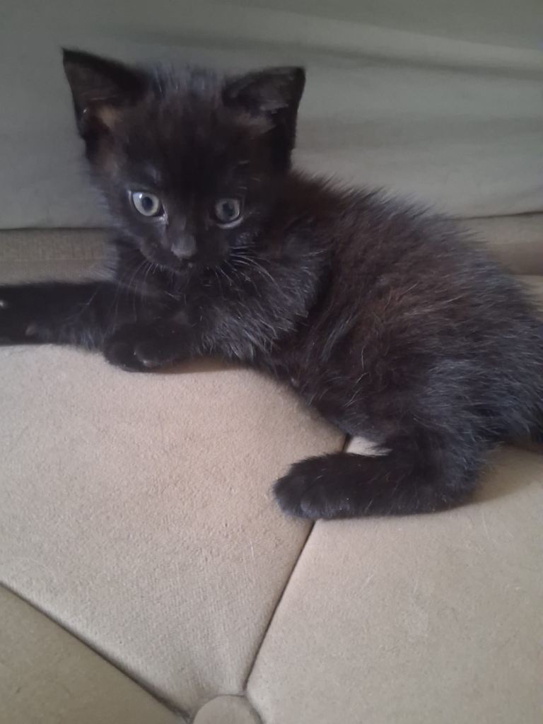 Kitten 