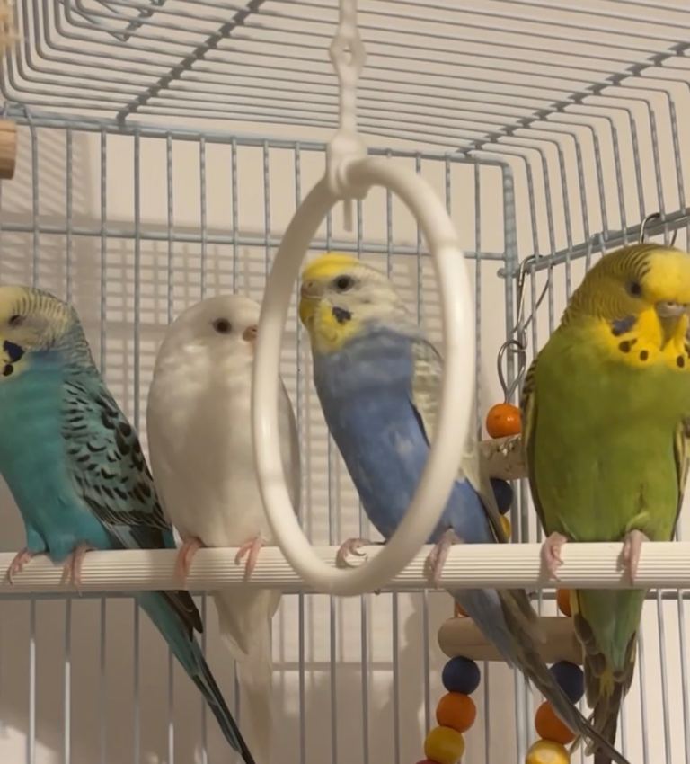 4 Budgies