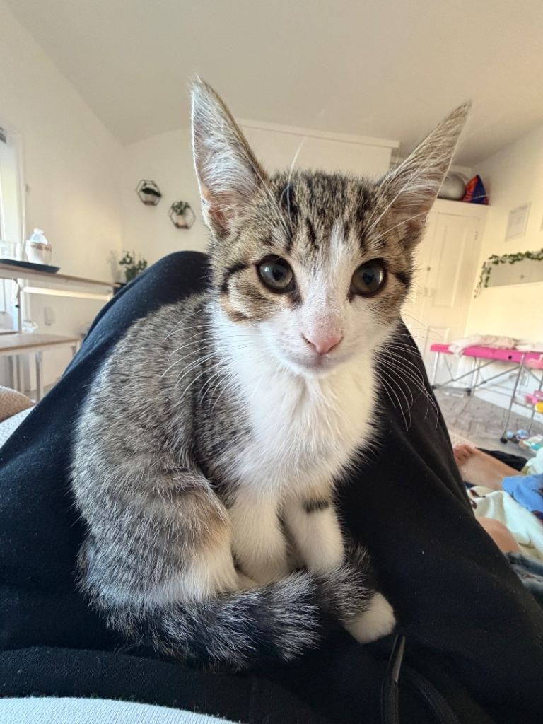 Kitten 🐈‍⬛ 💕