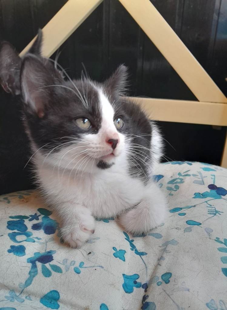  tuxedo kittens 