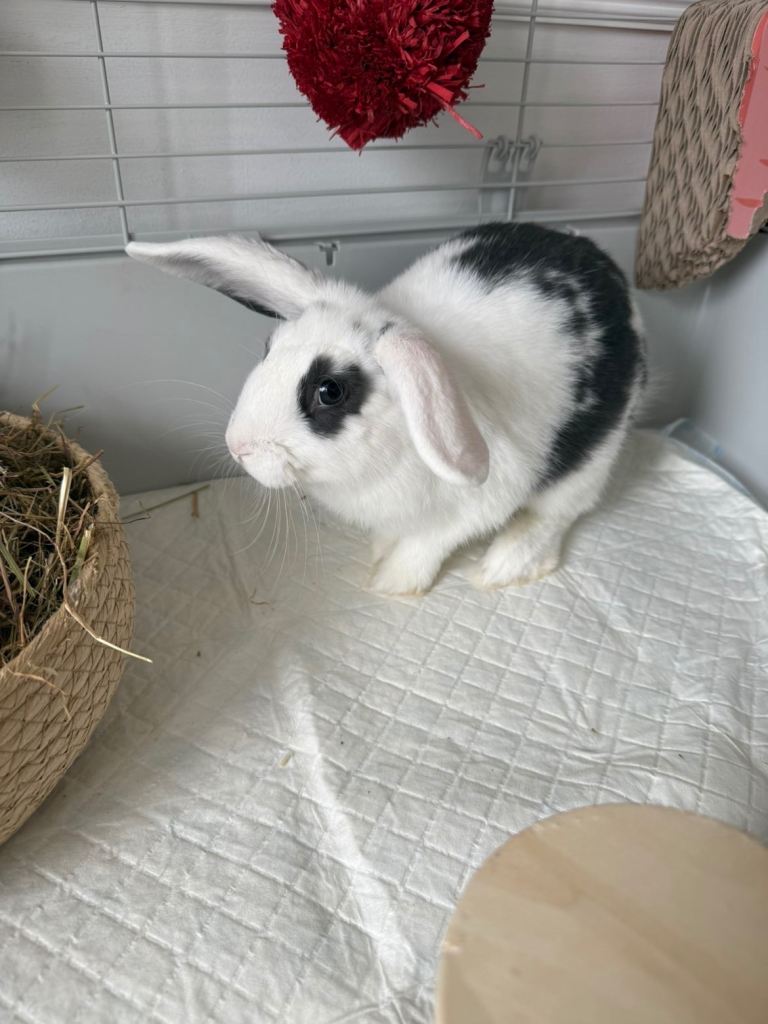 Mixed breed rabbit 