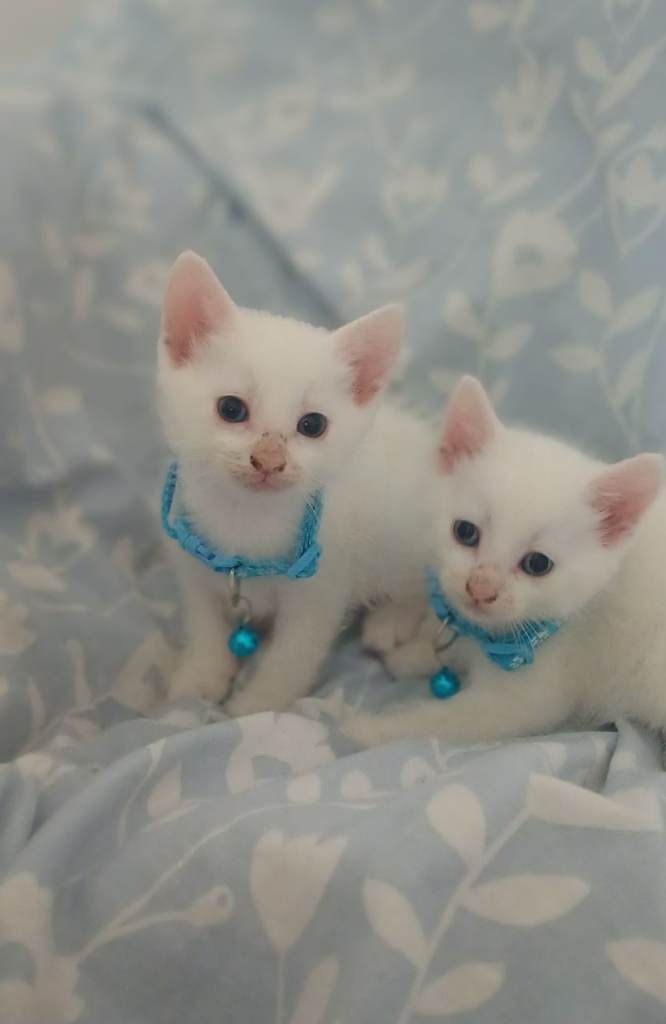 Adorable Kittens Looking for Their Forever Homes