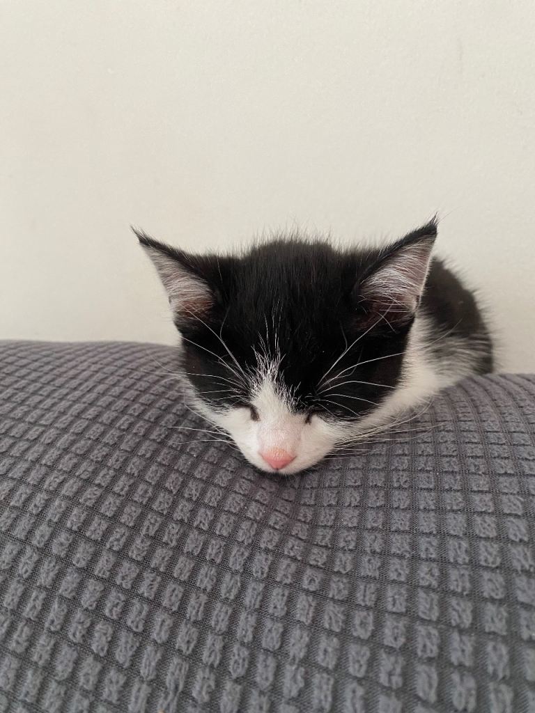 Beautiful Black & White Female Kitten Looking for a Loving Home 🐾