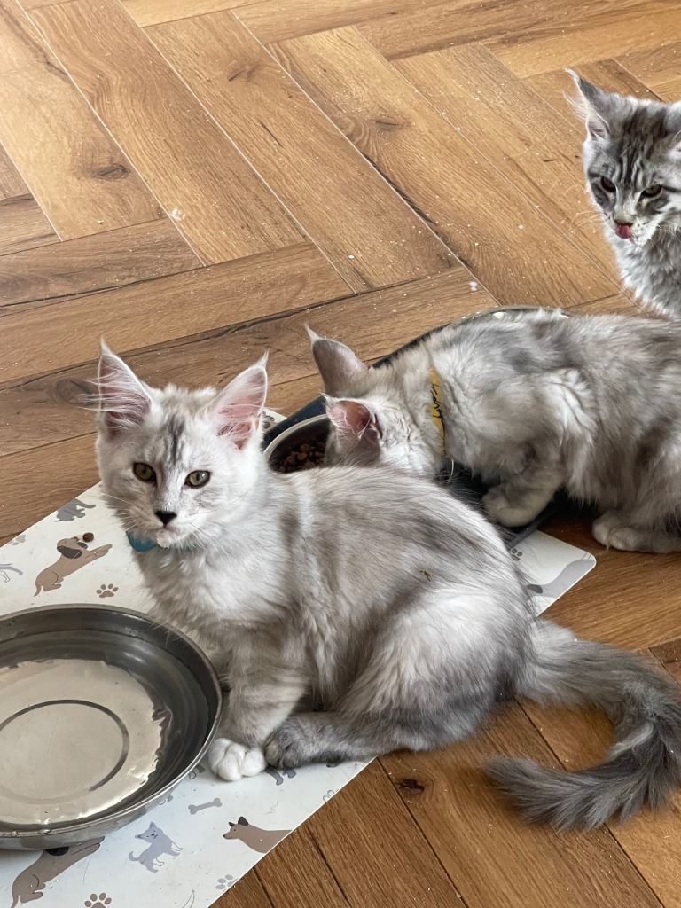 6 Maine coon kittens 