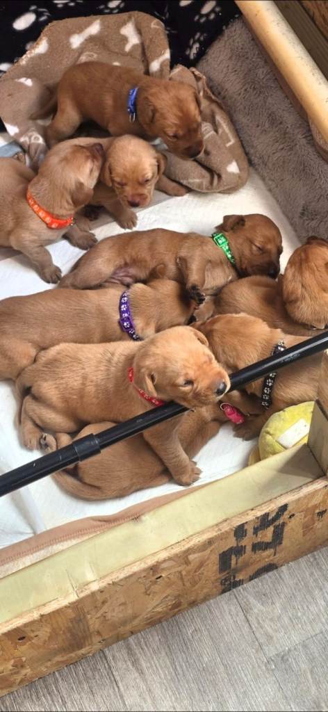 Fox red Labrador