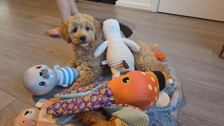 Puppy maltipoo
