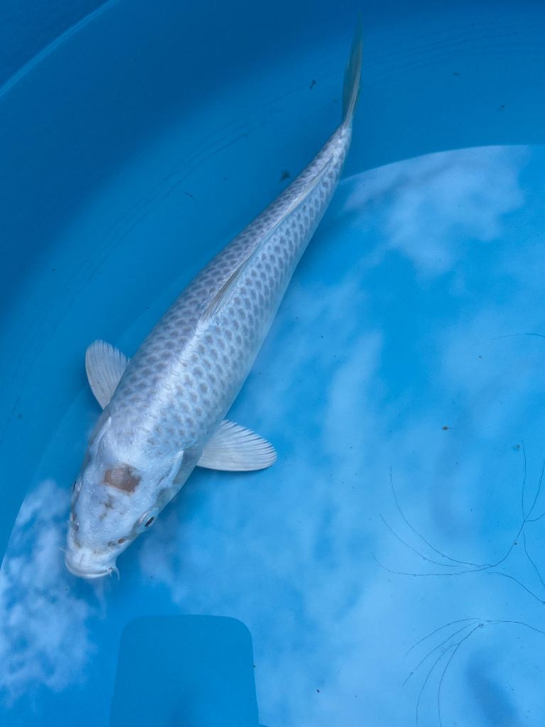 Koi carp 1 year old 