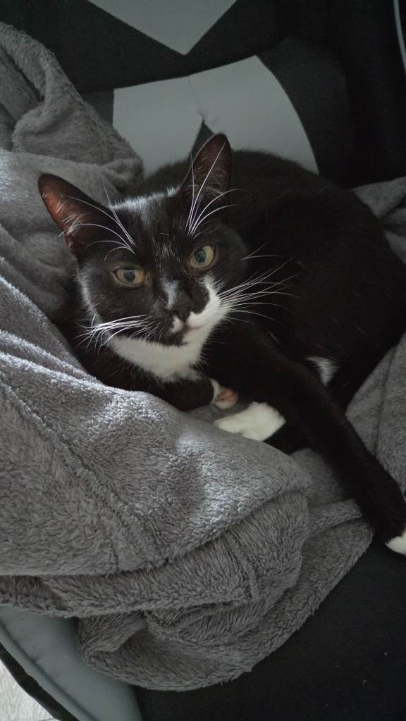 Free tuxedo cat