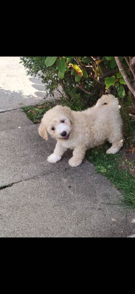 F1 poochon puppies 