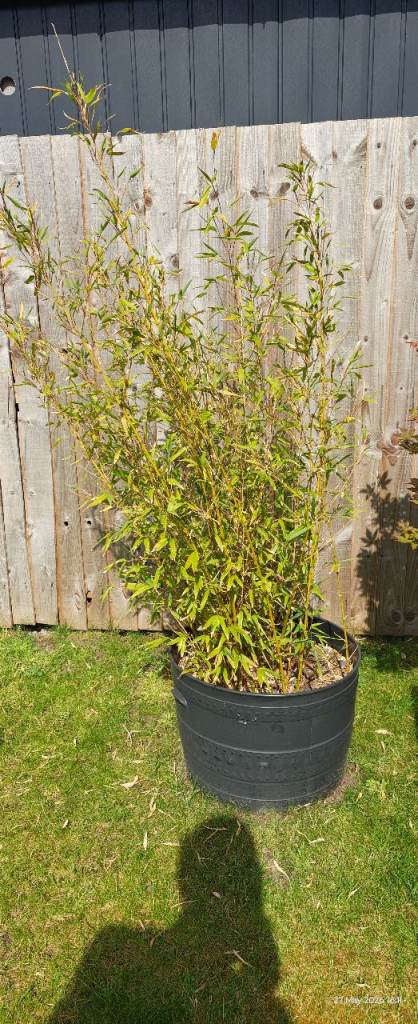 Large Potted Bamboo Plant
