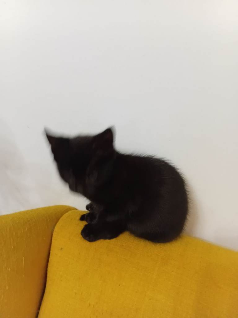 black girl kitten left