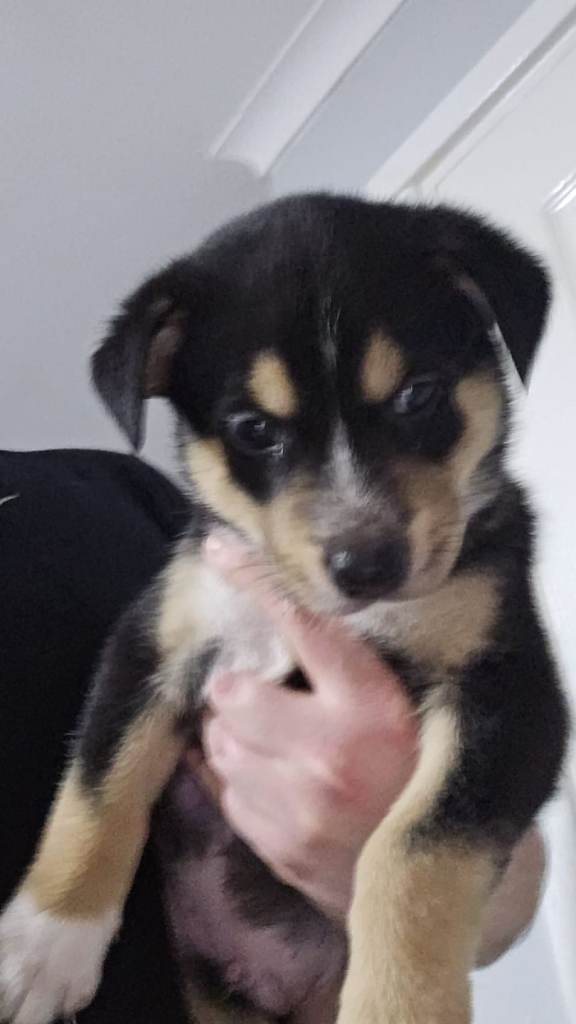 Gorgeous Staffie x Husky x Collie Puppies (4 Boys, 1 Girl) – Looking for Loving Homes