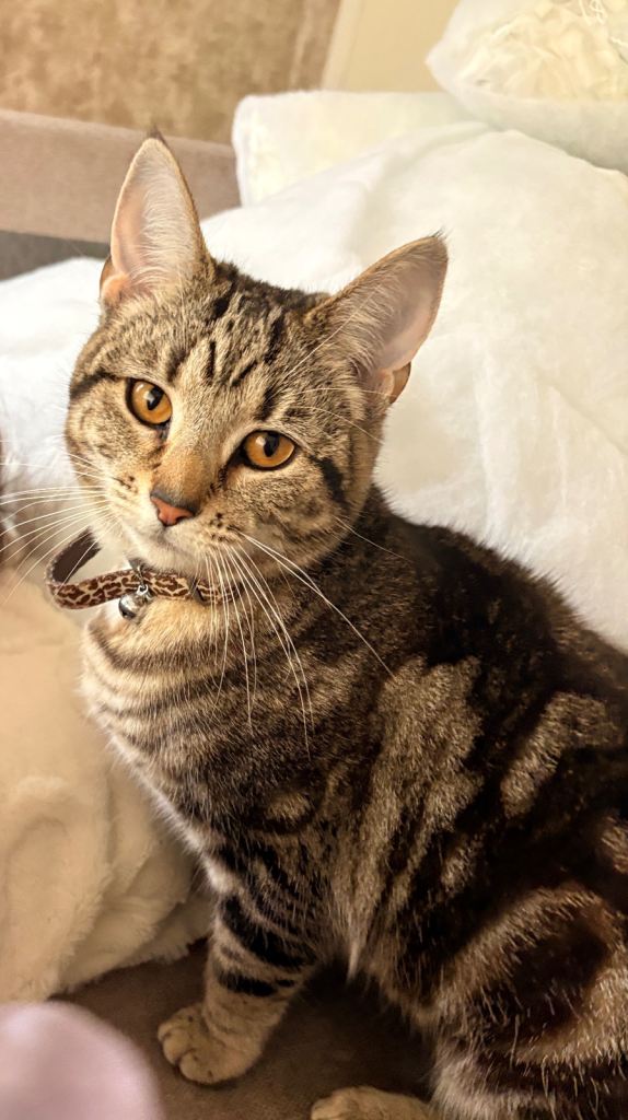 11 month old kitten for sale 