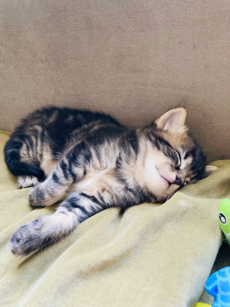 4 of the most purrrfect kittens for sale comes with pet carrier 