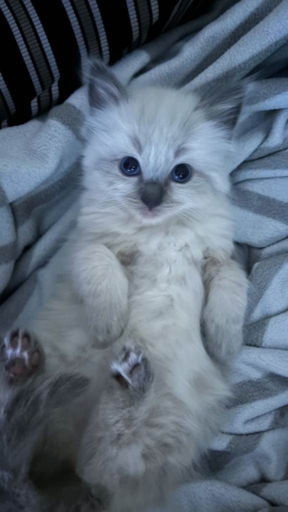 Ragdoll kittens...Ready to leave