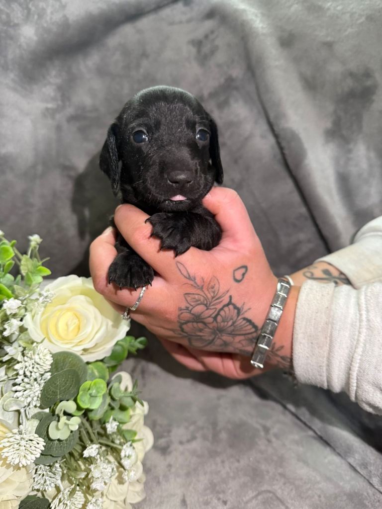 Miniature Dachshunds 