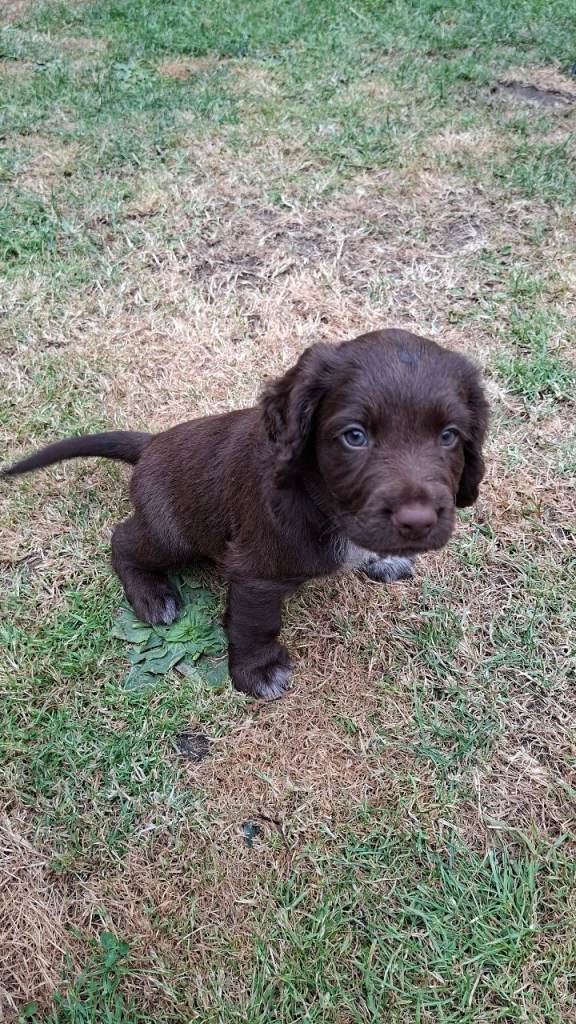 2 x Sweet Chocolate Cocker Spaniel boys left from out litter of 9