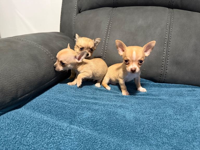 Chihuahua puppies 