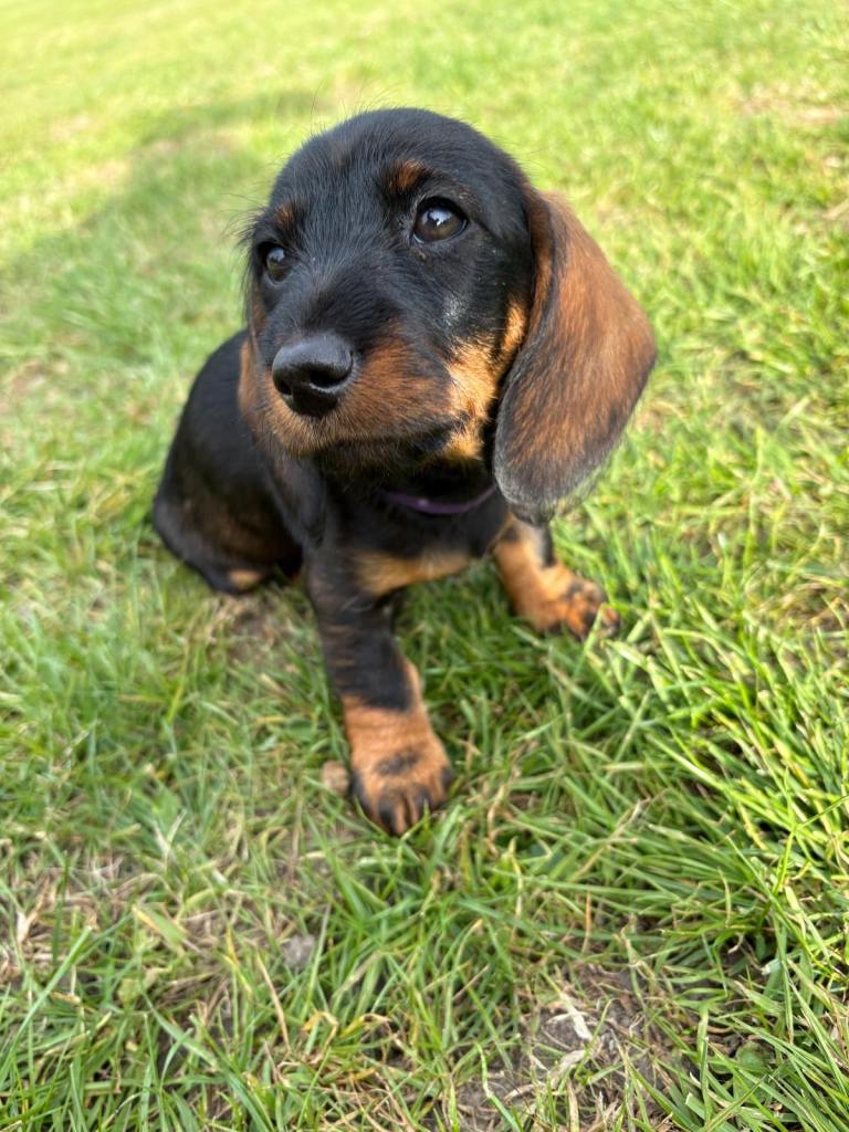 Wired Haired Dachshund puppies