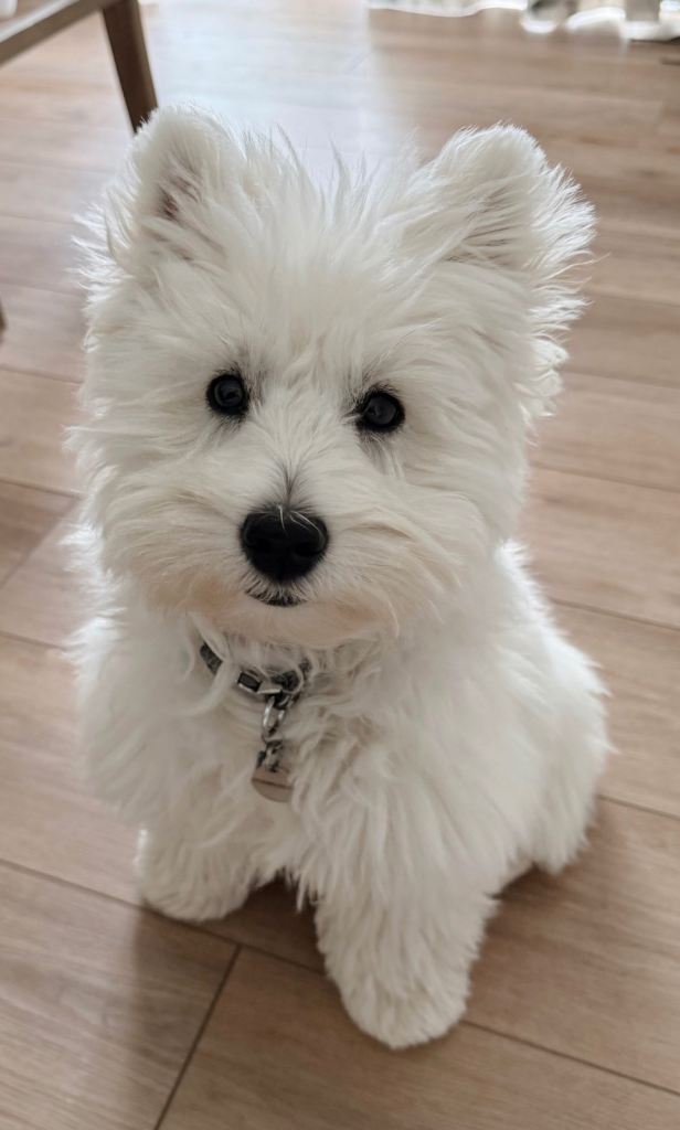 West highland terrier 