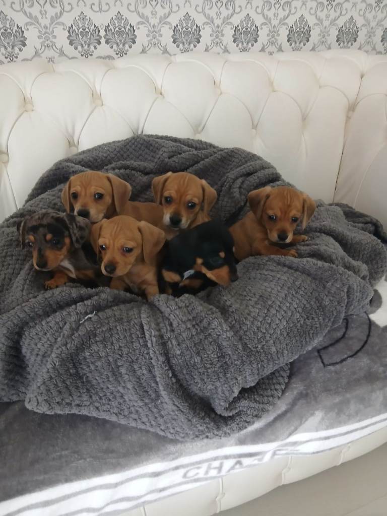 2 girls left chiweenies ready to go 