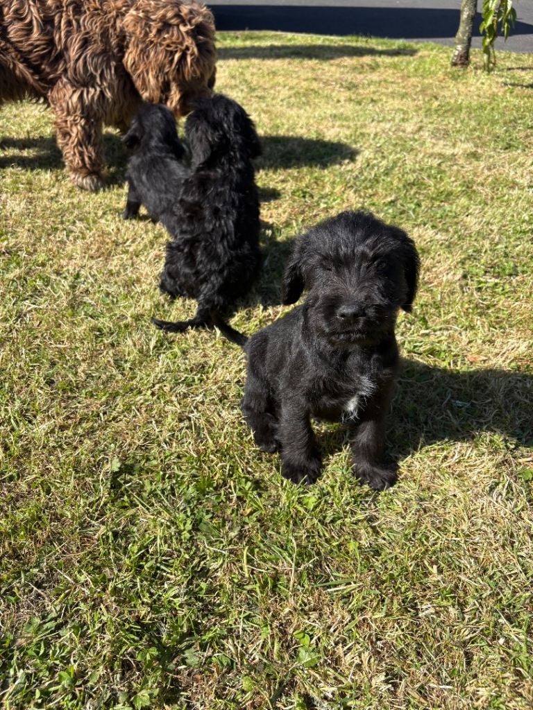 Miniature schnauzer x Cockapoo mix pups