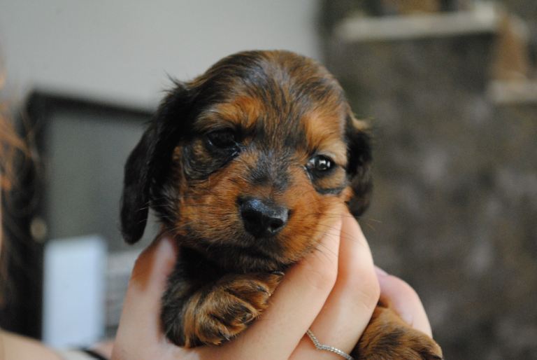 Miniature long haired dachshunds 