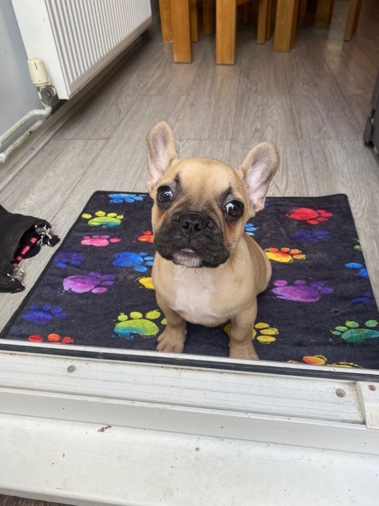12 week French bulldog for sale 