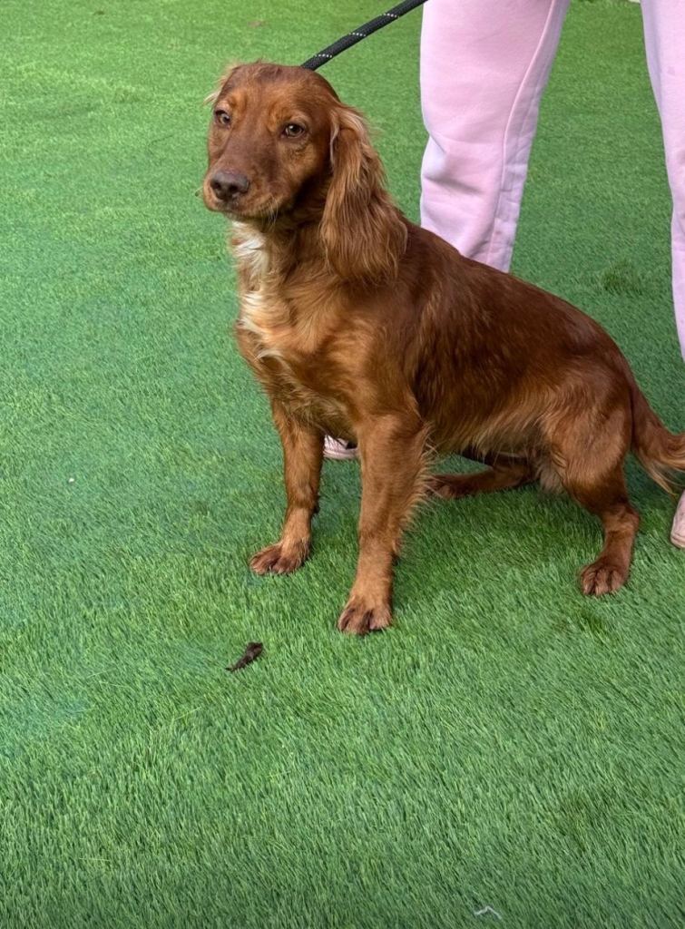 Cocker spaniel for sale