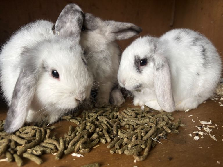 Female mini lops