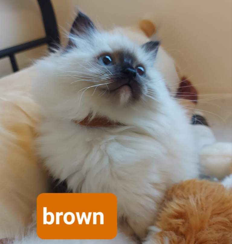 Lovely Ragdoll kittens raised in family home.