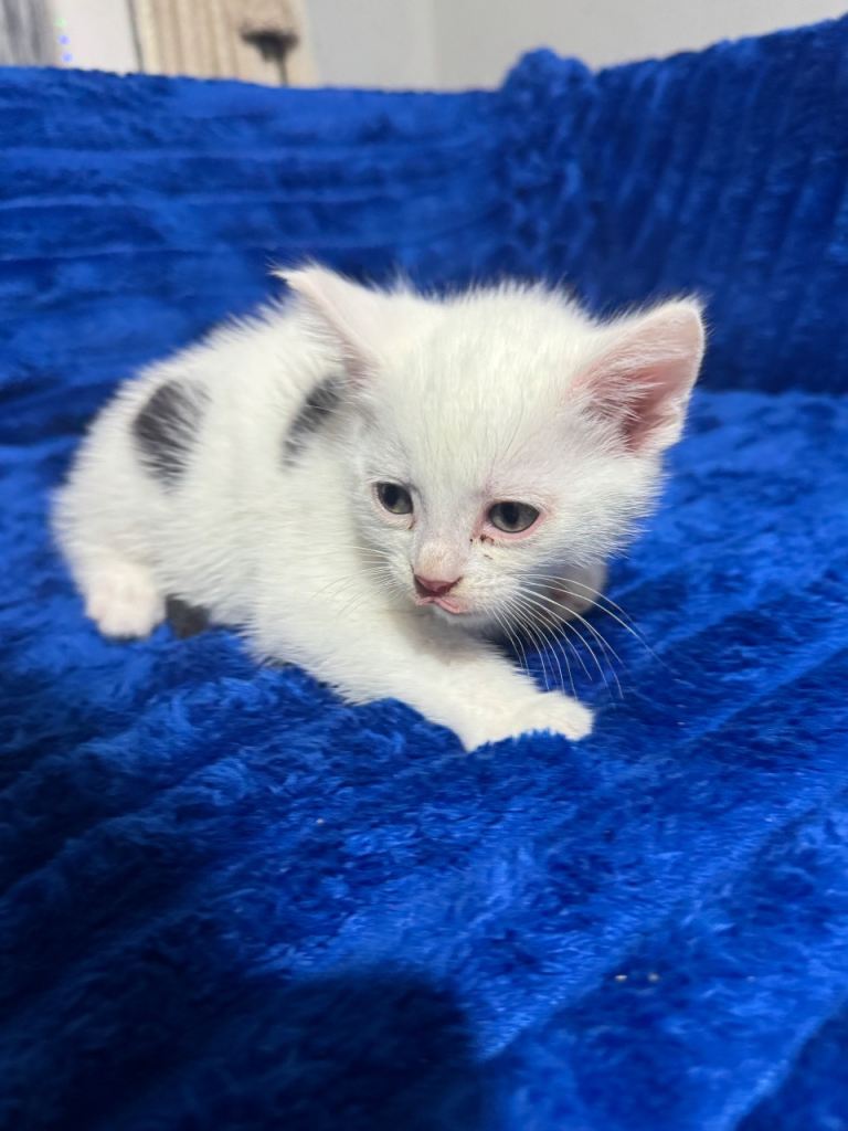 The cat Kitten white boy 