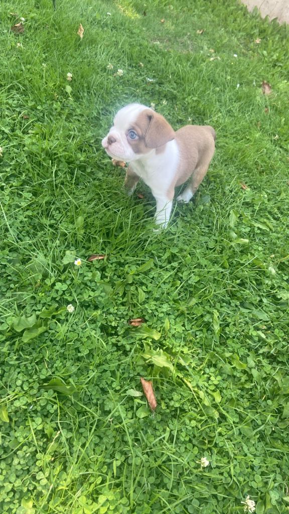 ***REDUCED*** 2 beautiful English bulldog cross pups 