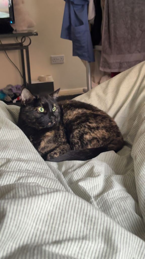 Cat for sale. We need her gone urgently