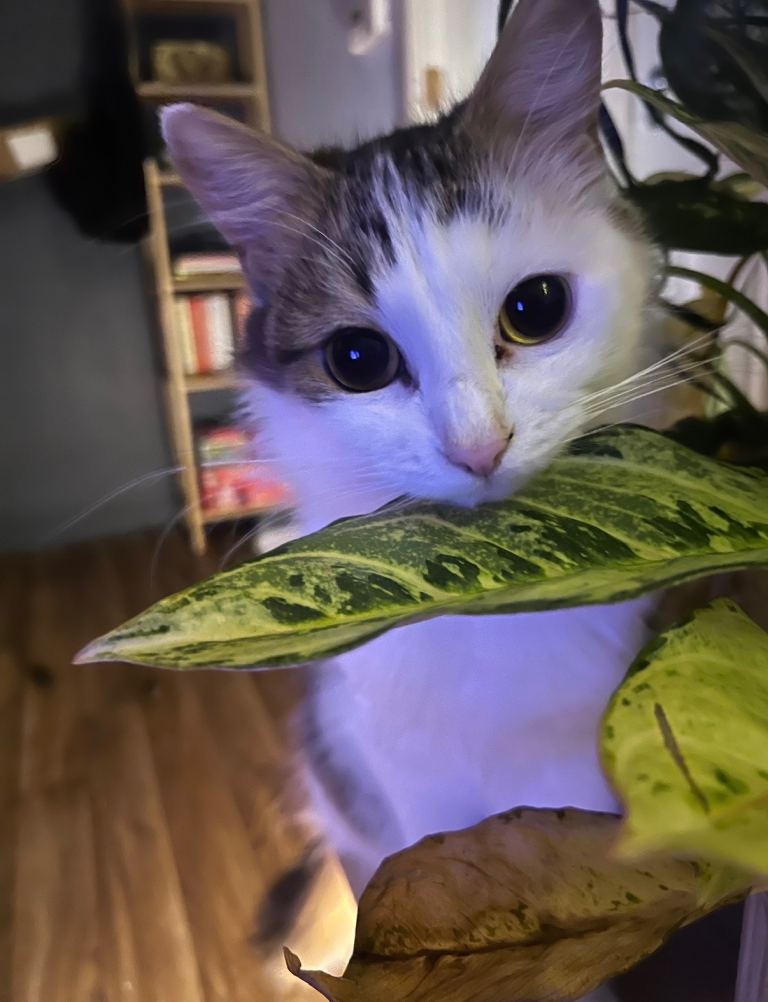 house cat