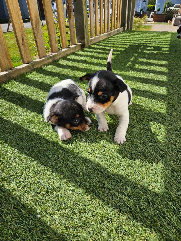 Jack Russel Puppys