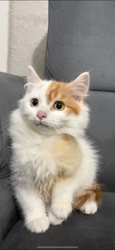 Beautiful Kittens Now Ready