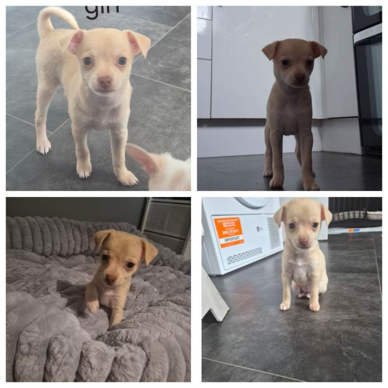 1 girl chihuahua puppy left 